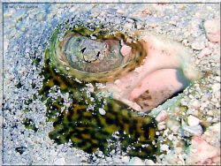 ray eye in cozumel, with a SONY DSCP10 by Yannick Abel-coindoz 